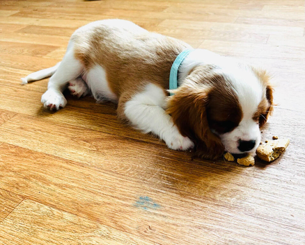 KC Registered Blenheim puppies