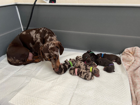 Dacshund puppy&rsquo;s