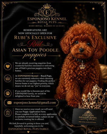 ESPONJOSO Exclusive Half Asian Toy Poodles | August 2026