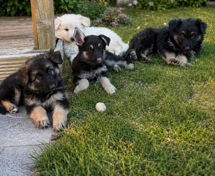 German Shepard puppies
