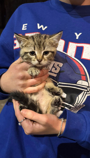 Kittens looking for their forever home