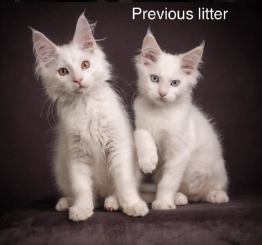 Council licensed TICA registered Maine Coon kittens BAER tested