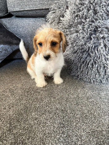 Beautiful Jackapoo boy puppies looking for there forever homes