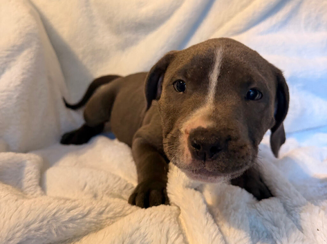 Staff puppies