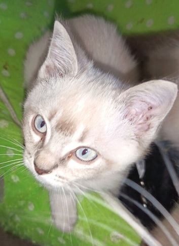Last boy reduced Ragdoll cross siamese kitten