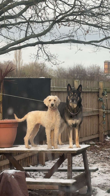 READY NOW belusky/goldendoodle