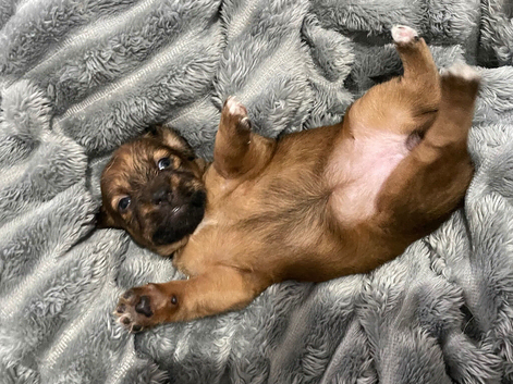 Short legged Jack Russell puppy&rsquo;s