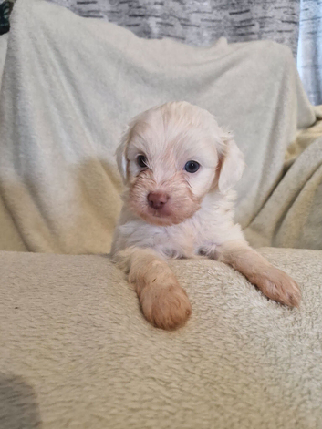 4 stunning shipooh pups