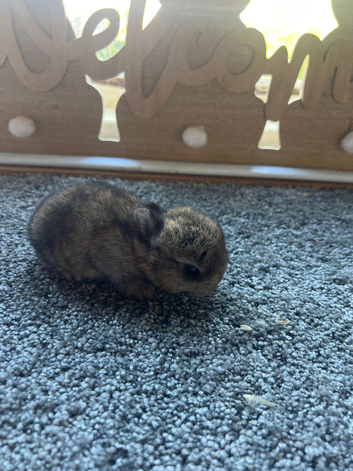 Netherland dwarf babies