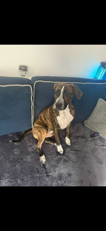 Rehoming our beautiful presa canario