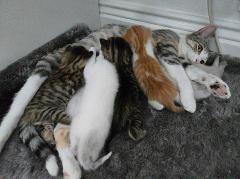 Cute kittens