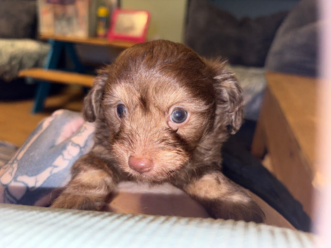 Male chi/poo