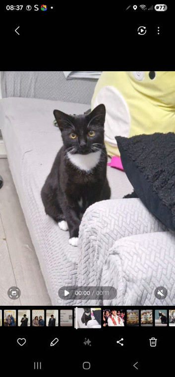 Male kitten looking for a new home