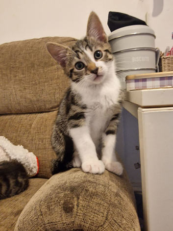 Beutiful boy 10 weeks