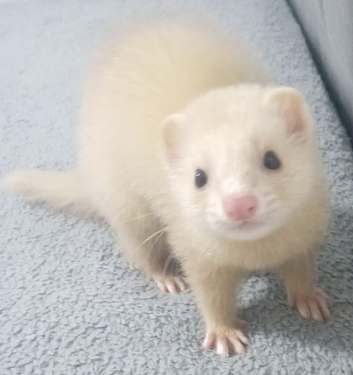 (Ready to go today) ADORABLE 13-WEEK-OLD HOB FERRET! Creamy Little Cutie Looking For His Forever Home!