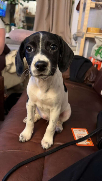 Two Cocker spaniel X Jack Russell pups