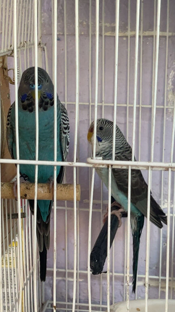 Budgies