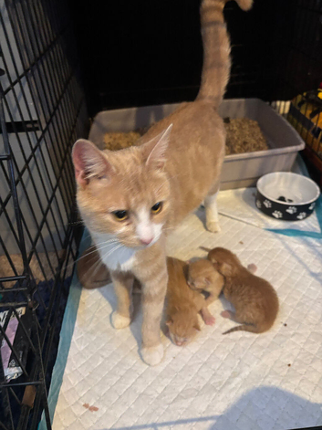 5 beautiful kittens