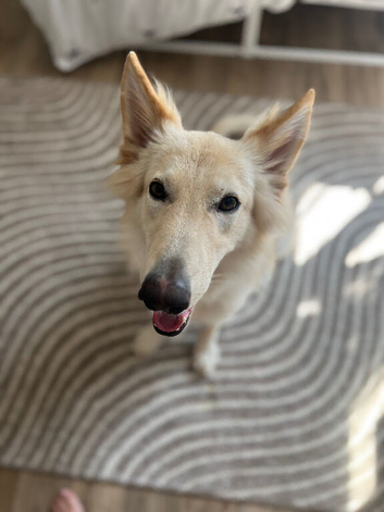 White German Shepard