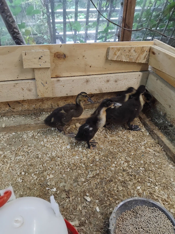 4 runner ducklings   last ones this year