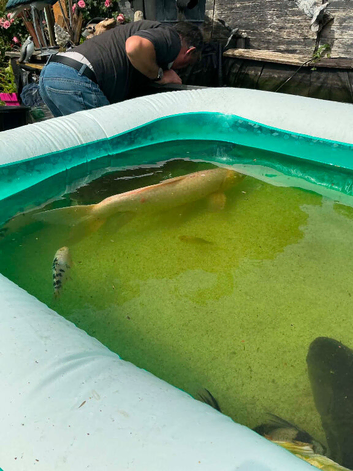 Koi for sale