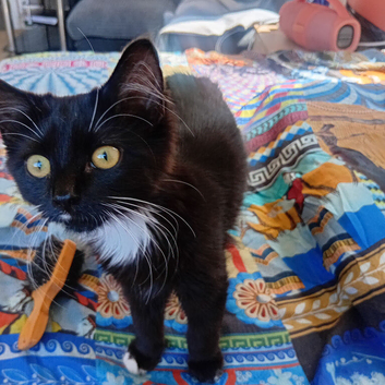 Kitten