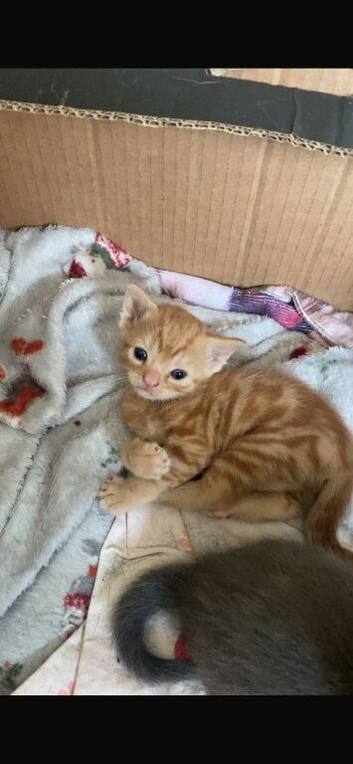 2 kittens for sale