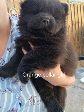 Chow chows