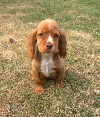 last 2 cocker spaniel puppy&rsquo;s looking for new homes