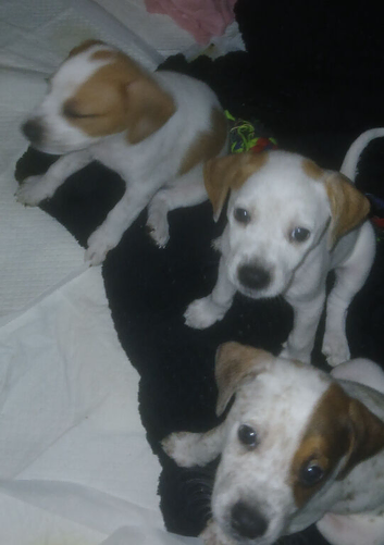 Puppies