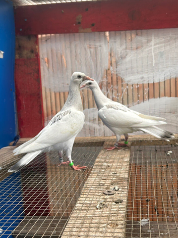 Pigeon