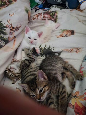 4 kittens for sale