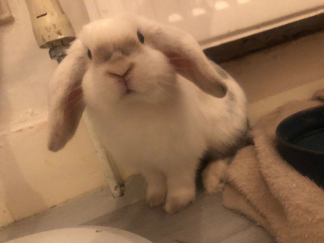 NOT NEUTERED male mini lop