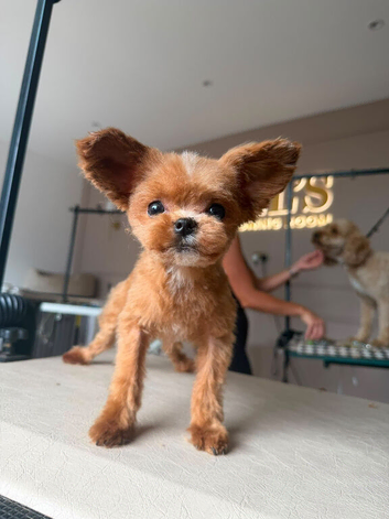 Teacup Asian Gold Dust Yorkie ONLY 1kg