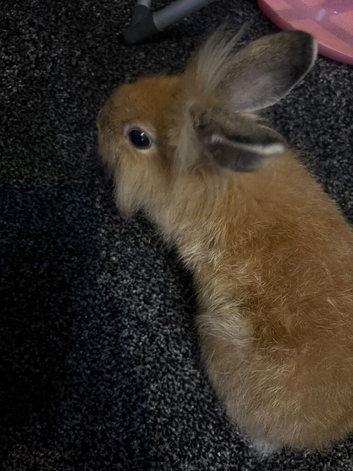Lionhead male Very Cute