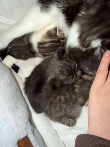 Kittens for sale