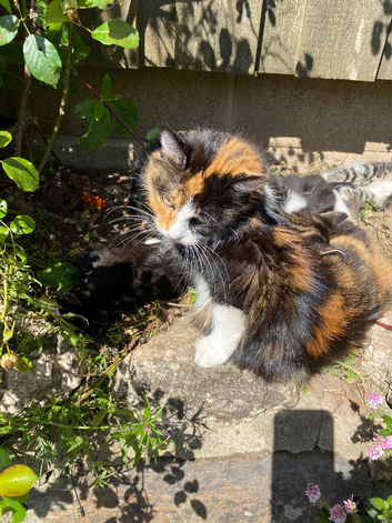 Adorable kittens