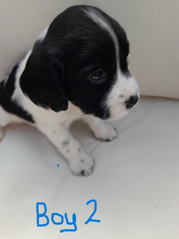 4 Gorgeous Springer Spaniels For Sale from litter of 7