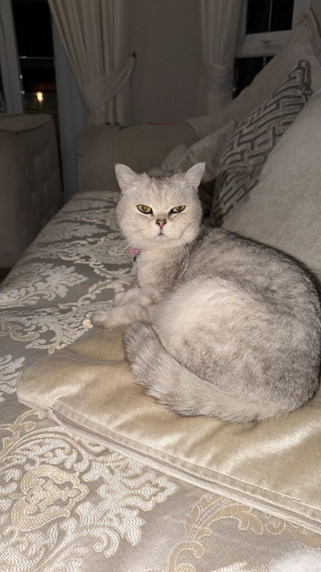 Silver snow British shorthair kittens