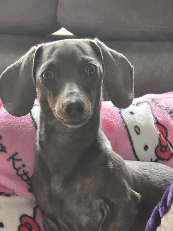 True minature dachshund