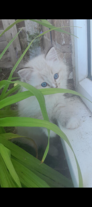 2 Ragdoll kittens