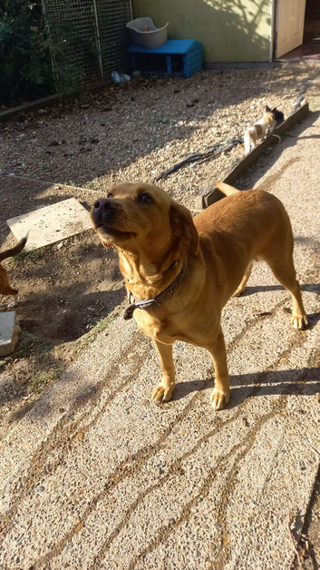Kc reg red lab bitch