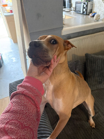 Rehome dog