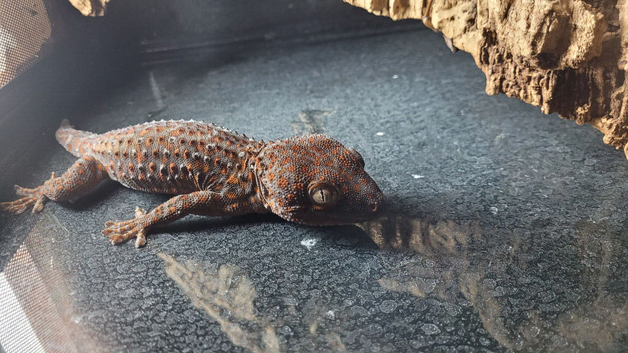Male Tokay Gecko