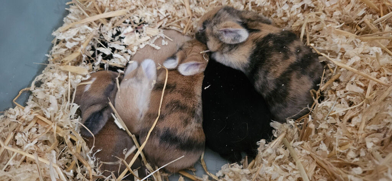 Mini lop/palamino bunnies for sale