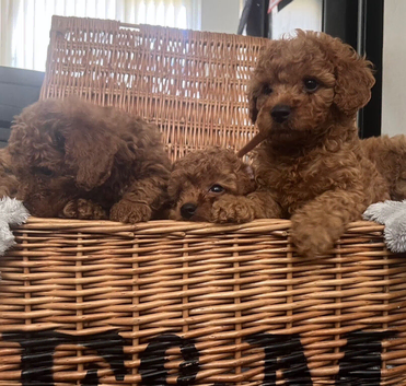 Only 3 left # Stunning fully vaccinated deep red curly toy cavapoos