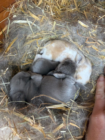 7 Mini lops - waiting list open