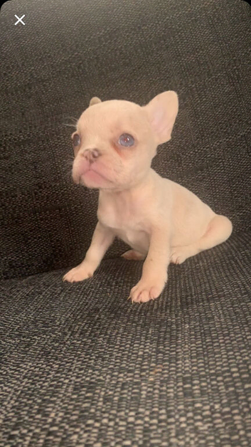 Beautiful French bull dogs