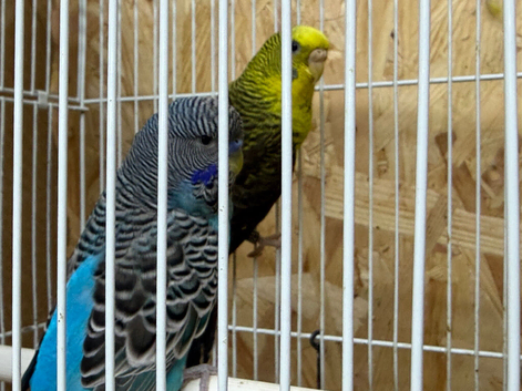 Black face and black wing proven breeding pair