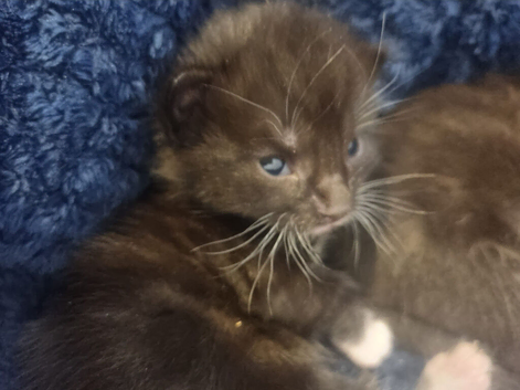 3 week old kittens